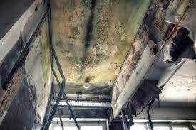 Environmental Consulting for Mold Prevention in Old Jefferson, LA